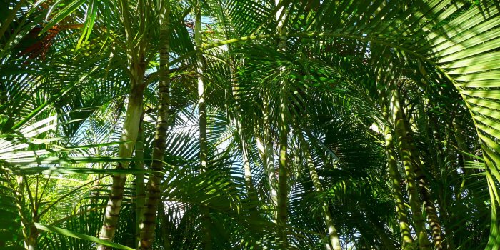 2134x1200 Forest Of Palm Trees - Palm Tree Wallpaper Green - 2134x1200