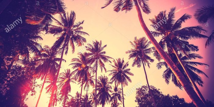 1300x949 Free download Vintage toned holiday background made of palm tree
