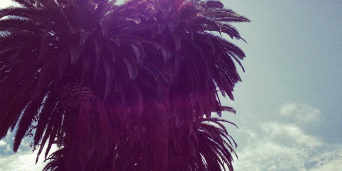 1600x1600 Palm Trees Vintage Wallpaper - More information - hanorace.info