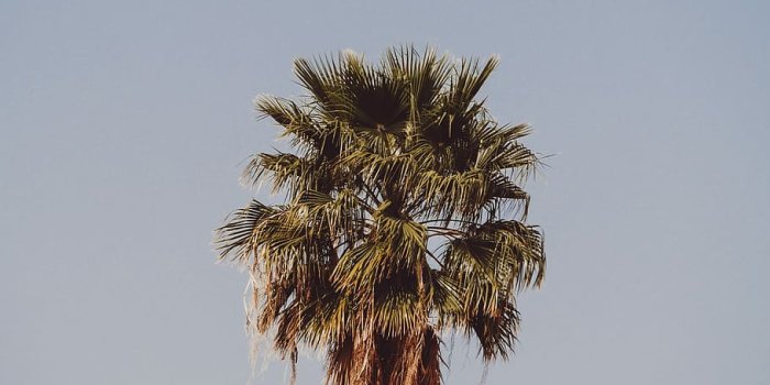 910x1303 HD wallpaper: photo of palm tree, green coconut palm tree, sky
