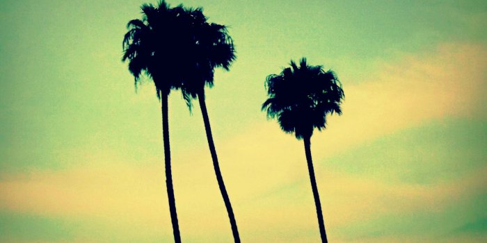 2128x1596 Palm Trees at the Beach photo by Leslie Macchiarella | Bake This Cake!