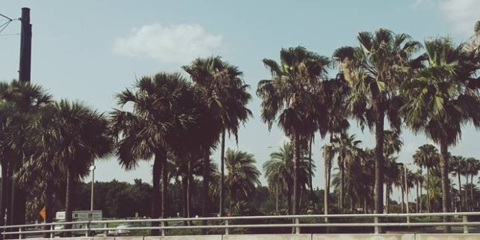 720x1280 Vintage palm tree wallpaper by 56batman5 - 54 - Free on ZEDGE™
