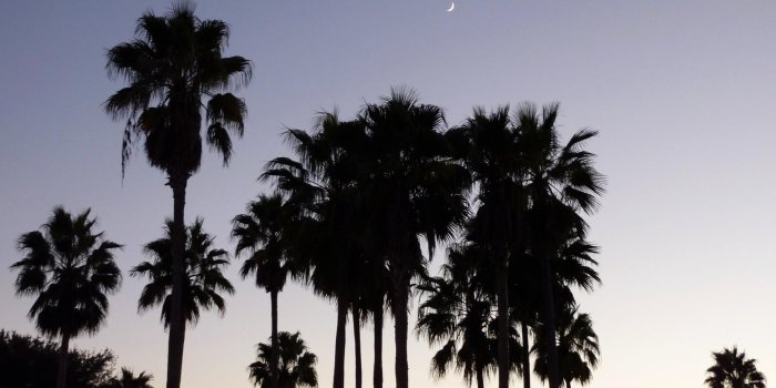 1922x1200 MLeWallpapers.com - Dusk with Palm Trees