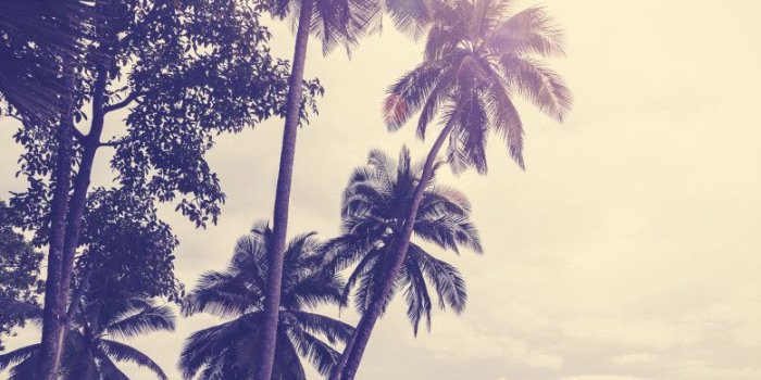 779x1024 Vintage stylized tropical beach with palm tree at sunset - Custom