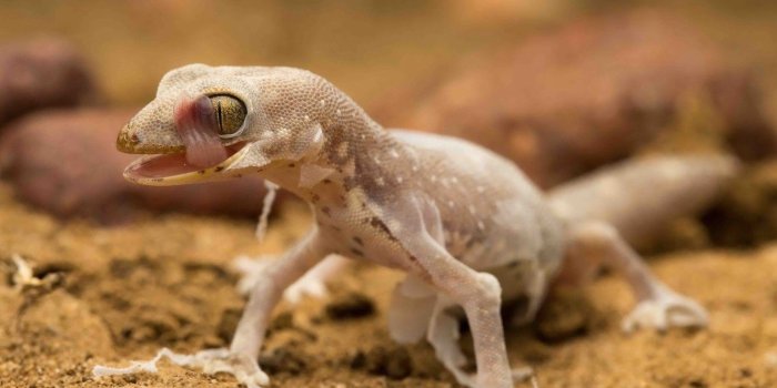 1332x850 Wallpaper nature, lizard, Tessellated gecko images for desktop