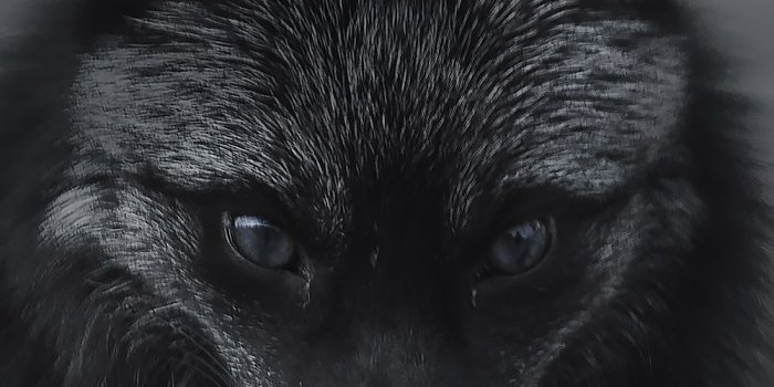 1000x1500 A black fox somewhere in the dark woods. | Black wallpaper iphone