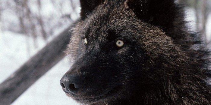 1280x1024 Download 1280x1024 Black Fox wallpaper