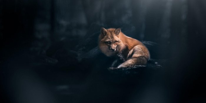 1920x1080 Fox Wallpaper - Fox In Dark Forest (#115331) - HD Wallpaper