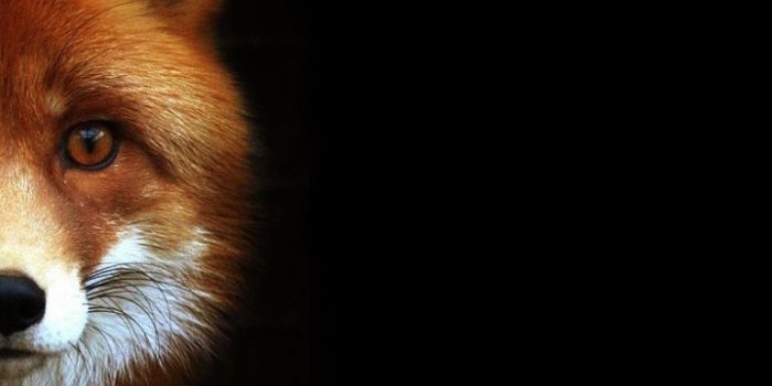 768x1024 Free download Red Fox on a black background wallpapers and images