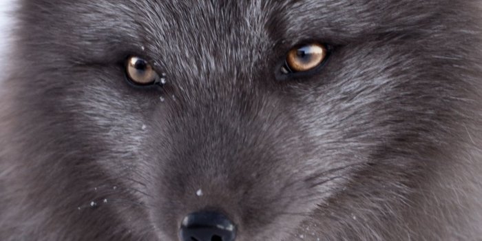 1440x2560 Black Arctic Fox Ultra HD Desktop Background Wallpaper for 4K UHD