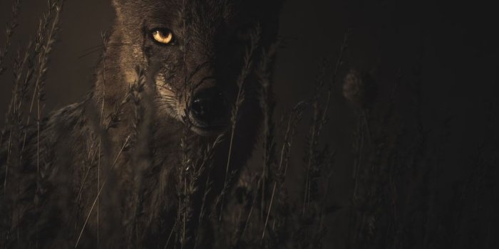 1000x1278 Dark Cat Pictures | Download Free Images on Unsplash