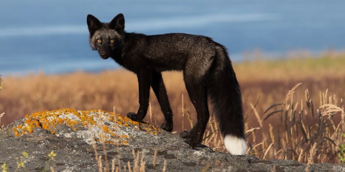 1920x1200 Black fox wallpaper - Animal wallpapers - #25575