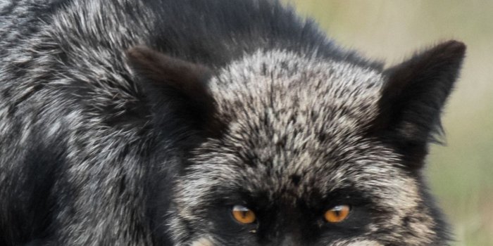 1242x2688 Black fox hunt a rabbit 1242x2688 iPhone 11 Pro/XS Max wallpaper