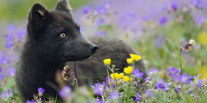 1920x1080 Black Fox [2] wallpaper - Animal wallpapers - #32750