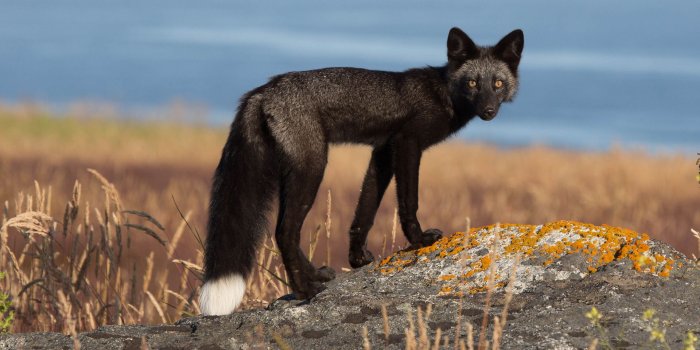 1920x1200 Black Fox On The Rocks Wallpapers - 1920x1200 - 1113222