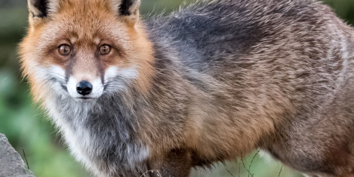 3506x3388 Brown and black fox focus photography HD wallpaper | Wallpaper Flare