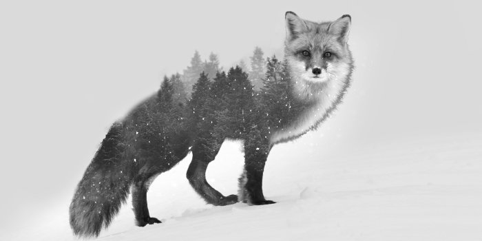 3840x2400 Fox Drawing Wallpaper at PaintingValley.com | Explore collection