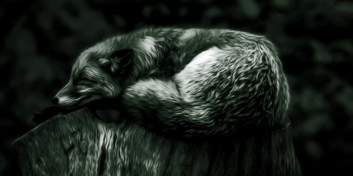 1920x1080 Vintage Resting Fox 4K Wallpaper - addons.videolan.org