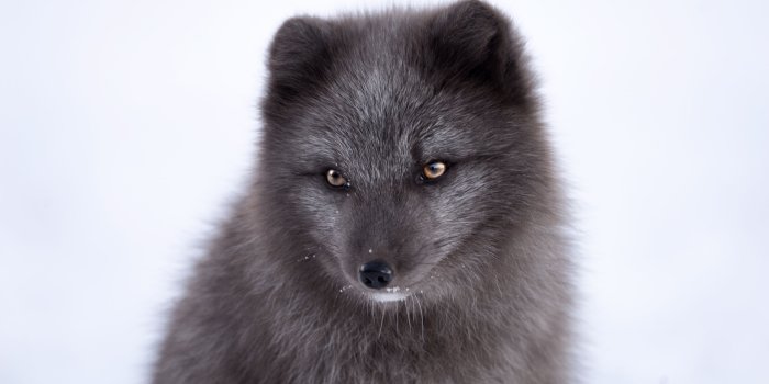 3840x2400 Black Arctic Fox Ultra HD Desktop Background Wallpaper for 4K UHD