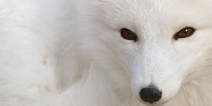 1024x768 wallpaper zone: Red Fox Animals Pictures, Black Fox Animal Picture