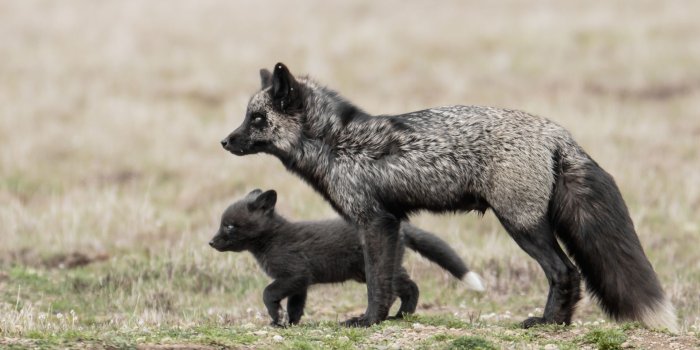 1920x1080 Black fox with small baby Desktop wallpapers 1920x1080