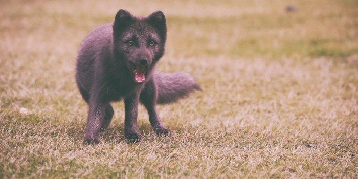 2560x1700 Download 2560x1700 Black Fox, Grass Wallpapers for Chromebook
