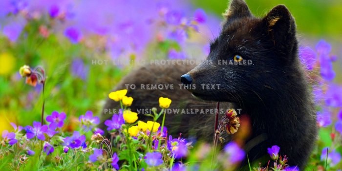 1920x1080 black fox in the meadow wild carnivore dogs