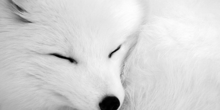 1920x1080 Fox Wallpaper (77+ images)