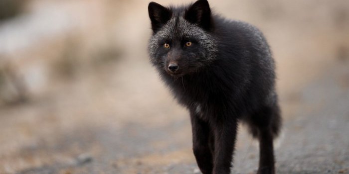 1332x850 Wallpaper portrait, look, pose, Fox, background, face, beauty, Fox