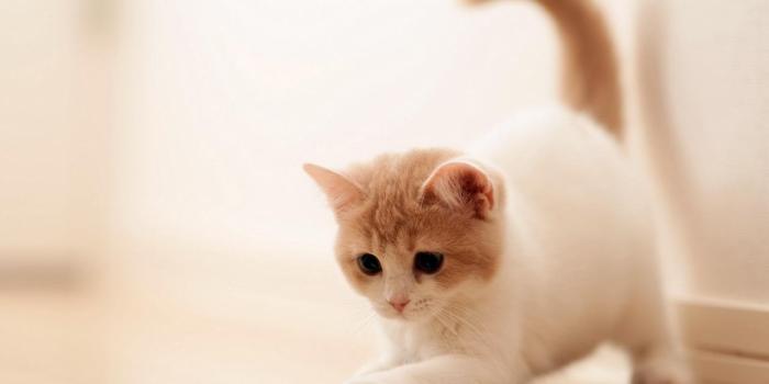 1280x1024 Cute Laptop Wallpapers Group (68+)