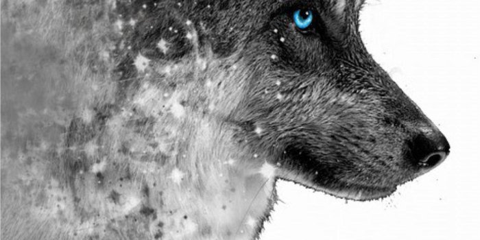 1407x2530 Fox & Wolf Wallpaper HD for Android - APK Download