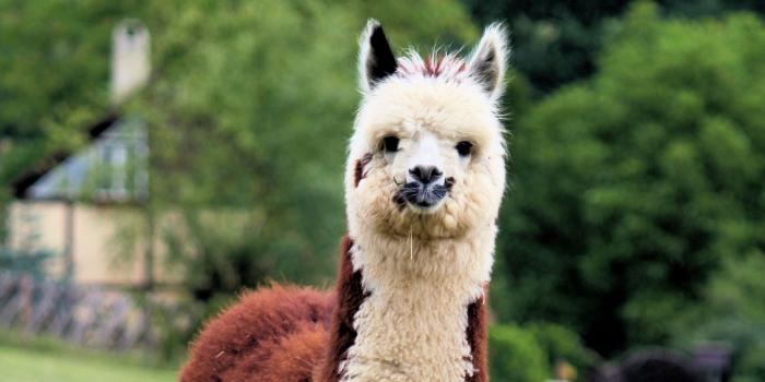 1366x768 Download wallpaper 1366x768 llama, cute, funny, animal, wildlife