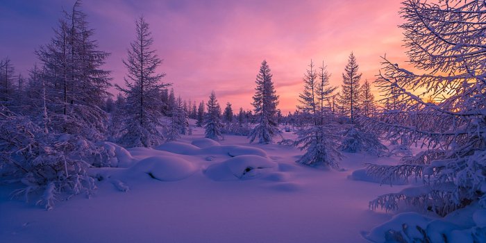 2475x1650 Wallpaper Winter forest, Snow, Scenery, Nature, #4344 | Wallpaper