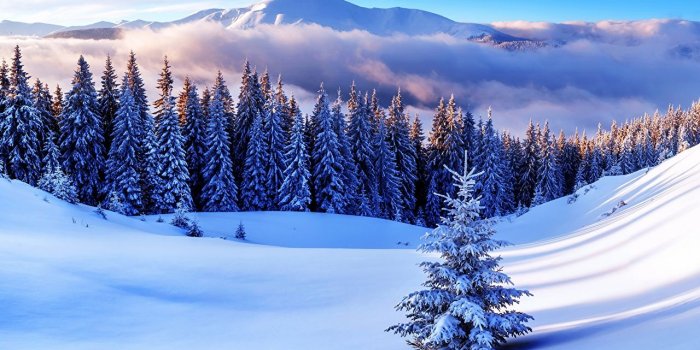 1280x853 Wallpaper Nature Spruce Winter Mountains Snow Scenery Trees