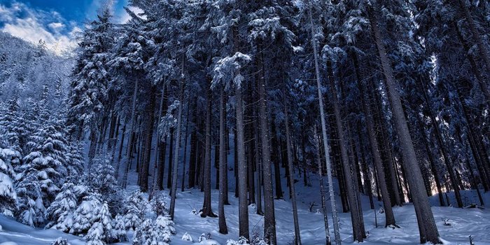 1500x999 Amazon.com: Winter Forest Landscape Photo Print, Professional