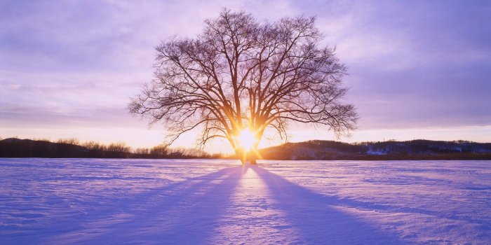 1920x1080 1920x1080 Shiny Sun Tree & Snow Scenery desktop PC and Mac wallpaper