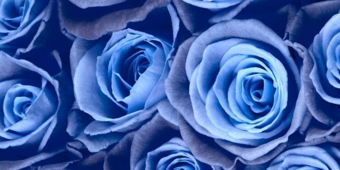 736x1308 12 Gorgeous Floral iPhone Xs Wallpapers | Preppy Wallpapers | Blue flower  wallpaper, Floral wallpaper iphone, Blue roses wallpaper