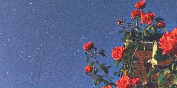 720x1280 Aesthetic Vintage Rose Wallpaper