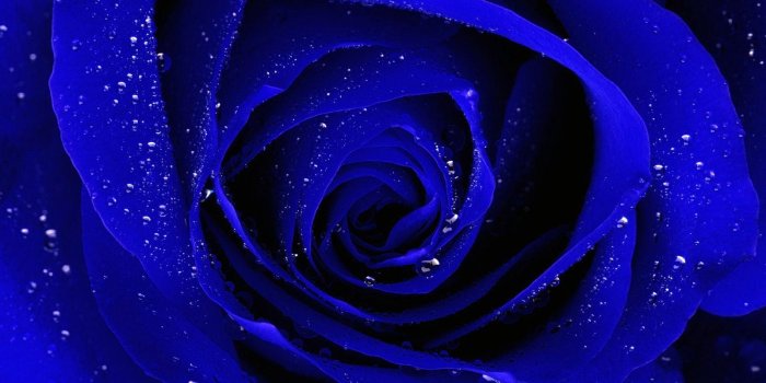 1600x1200 Blue Rose Wallpaper For Desktop #4YMZ9M2 (1600x1200) - Picserio.com