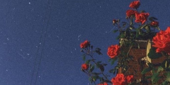 720x1280 red, roses, vintage and blue - image #6827458 on Favim.com