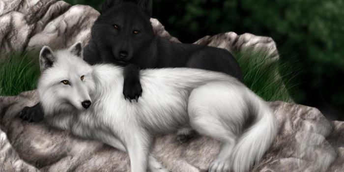 1600x1200 Love Wolf Wallpapers