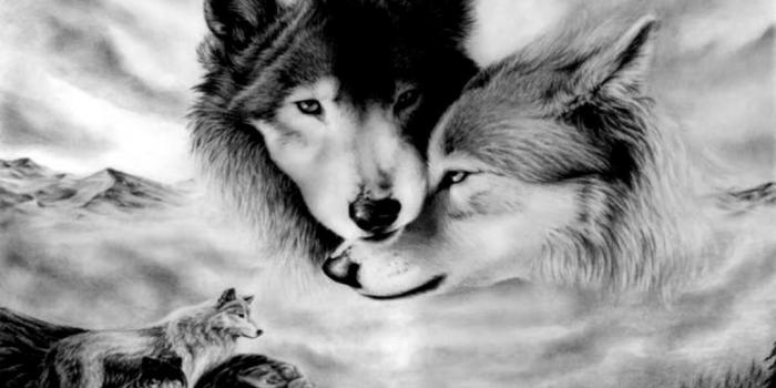 1024x768 free pictures of wolves | Wolves Background Pic Picture | Cool