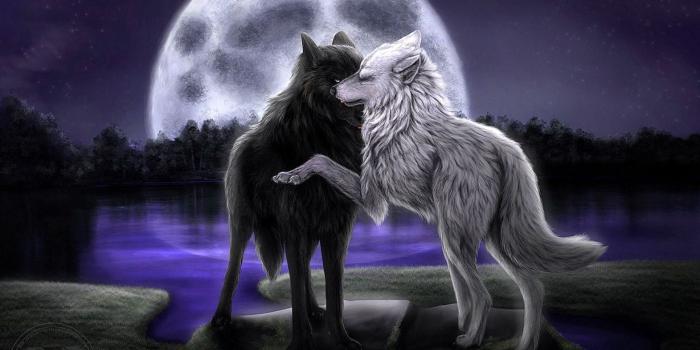 1571x1047 Wolf Love Wallpapers - Top Free Wolf Love Backgrounds