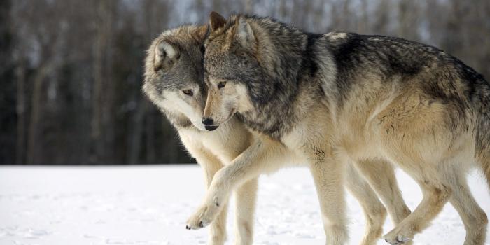 1920x1080 Love Wolf Wallpapers - Top Free Love Wolf Backgrounds