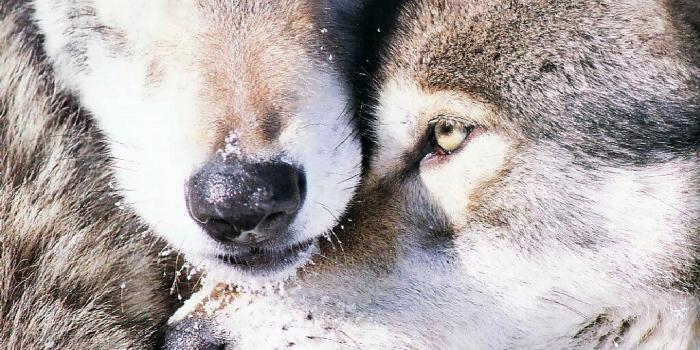 1024x768 Love Wolf Wallpapers