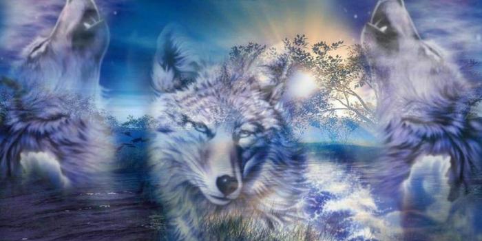 1920x1080 Love wolves - Deonesis Photo (42631723) - Fanpop