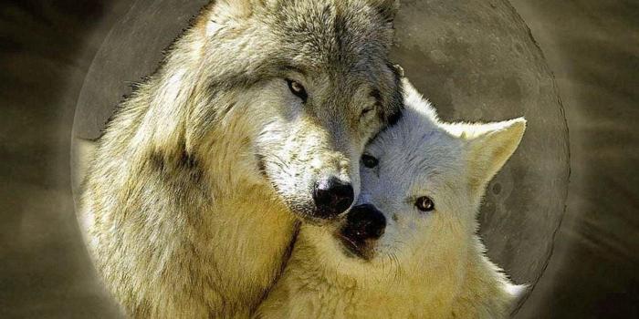 1255x784 Love Wolf Wallpapers