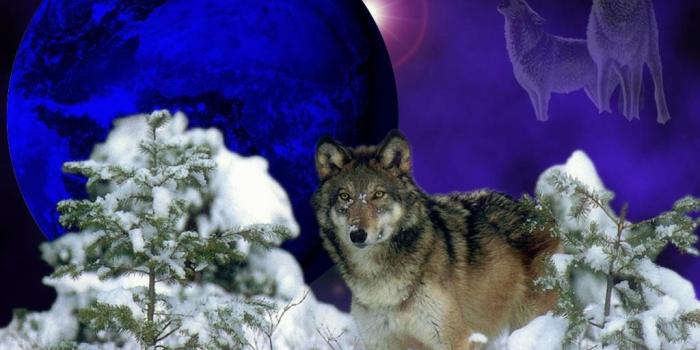 1024x768 Free download Love Wolves Shut Up Dad [1024x768] for your Desktop