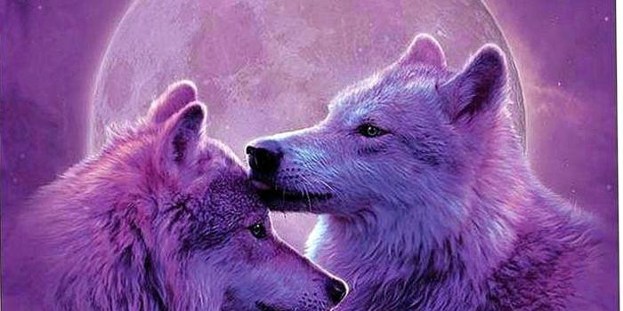 1366x1278 Wolf Lover Wallpapers - Wolf-Wallpapers.Pro