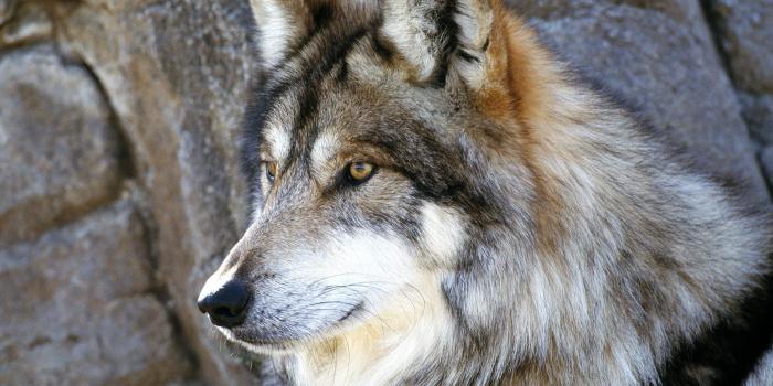 1600x1200 The Arctic Wolf also called Polar Wolf or White Wolf, is a